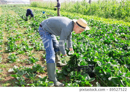 Farmer harvesting young spinach on vegetable farm field 89527522