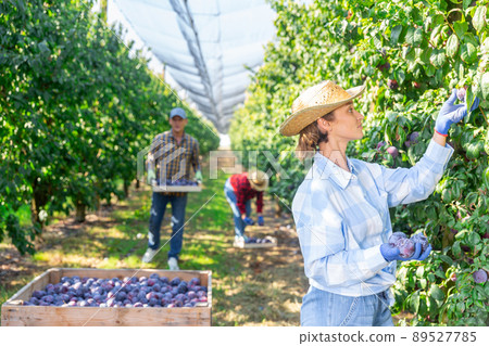 Woman gardener during harvesting of plums at plantation 89527785