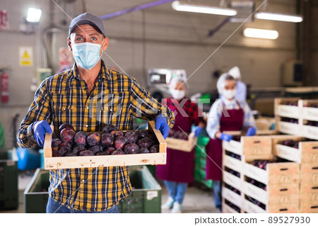 Man in mask standing in sorting room with wooden box full of plums Man in mask standing in sorting room with wooden box full of plums 89527930