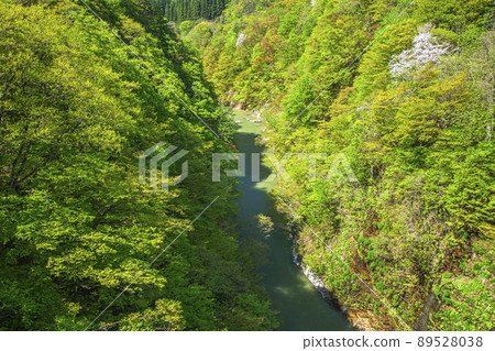 新鮮的綠色 Oyasukyo 89528038