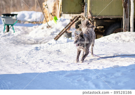 Dog on a leash in winter in the snow in a Russian village. 89528186