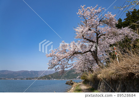 Cherry blossoms of Lake Biwa Kaizu Osaki 89528684