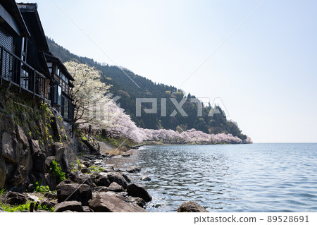 Cherry blossoms of Lake Biwa Kaizu Osaki Cherry blossoms of Lake Biwa Kaizu Osaki 89528691