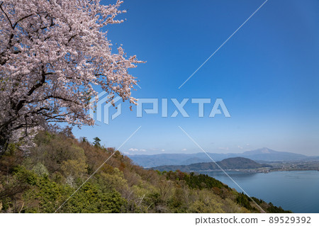 Cherry blossoms of Lake Biwa Kaizu Osaki 89529392