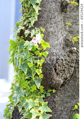 Variegated ivy entwined on the trunk of a cherry tree Variegated ivy entwined on the trunk of a cherry tree 89529429