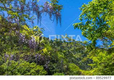 Mountain in early summer 89529977