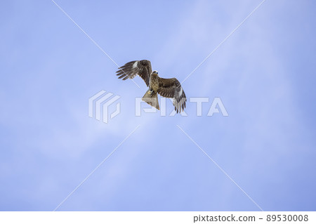 Tobi in the sky 89530008