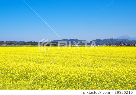Noki平原廣闊的油菜花盛開的風景......島根縣安木市：晴好天氣 89530210