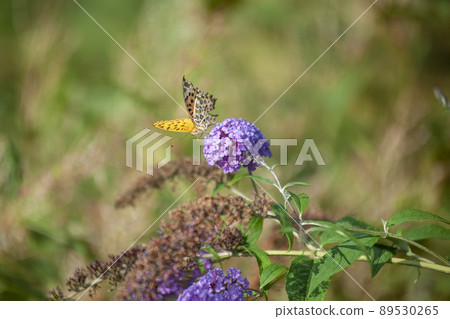 Indian fritillary sucking the nectar of the flower of the summer lilac Indian fritillary sucking the nectar of the flower of the summer lilac 89530265