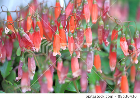 Kalanchoe, a succulent plant Kalanchoe, a succulent plant 89530436