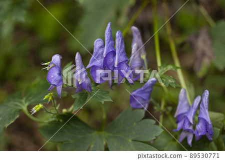 附子花 附子花 89530771