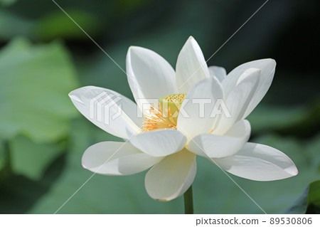 Hass water lotus Hass water lotus 89530806
