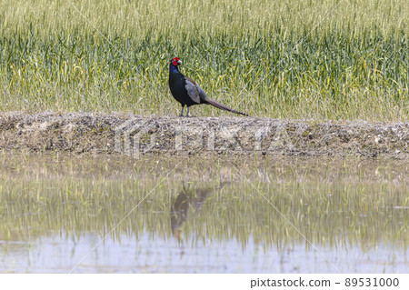 野雞 野雞 89531000