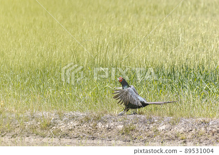 Wild pheasant scream Wild pheasant scream 89531004