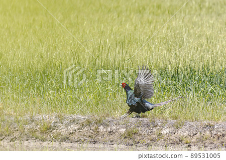 Wild pheasant scream Wild pheasant scream 89531005