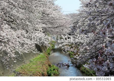 Sakura Misawa River Sakura Misawa River 89531065