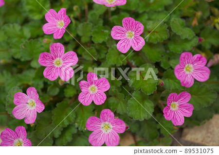 Himefuuro Himefuuro 89531075