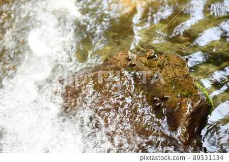 Kawana that feeds on fireflies 89531134