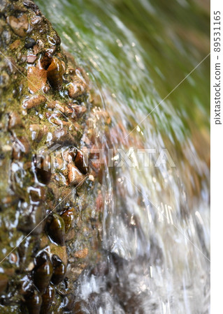 Kawana that feeds on fireflies 89531165