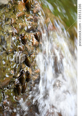 Kawana that feeds on fireflies Kawana that feeds on fireflies 89531166