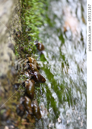 Kawana that feeds on fireflies Kawana that feeds on fireflies 89531167