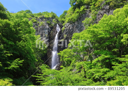 [Kagawa Prefecture] Fresh green immovable waterfall 89531205