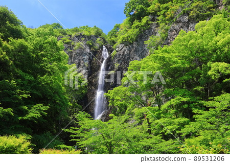 [Kagawa Prefecture] Fresh green immovable waterfall 89531206