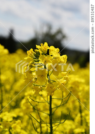Rapeseed field Rapeseed field 89531487