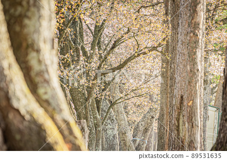 Hokkaido spring scenery 89531635