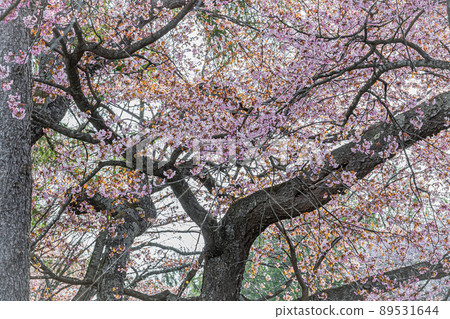 北海道春天風景 89531644