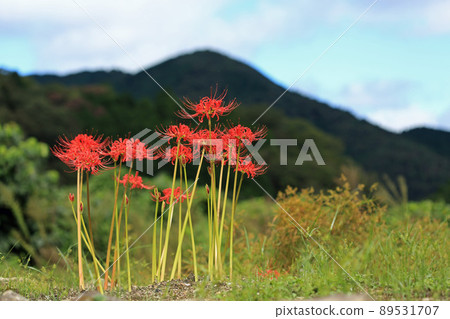 群集孤挺花 群集孤挺花 89531707