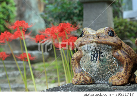 群集孤挺花 群集孤挺花 89531717