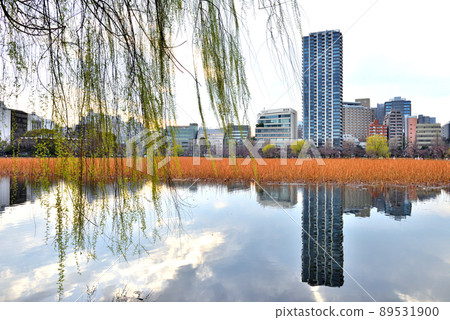不忍池的柳樹和對岸的城市景觀映照在水面上 89531900