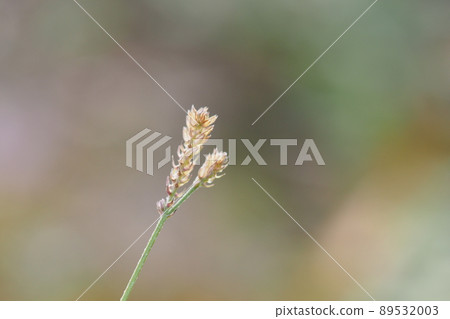 草和背景模糊 草和背景模糊 89532003