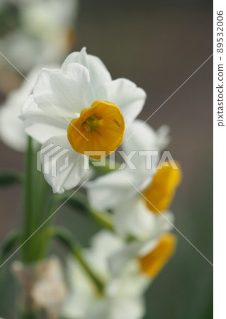 日本的水仙花 日本的水仙花 89532006