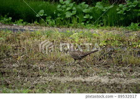 雌雉雞 89532017