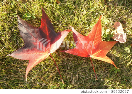 Fallen leaves Fallen leaves 89532037