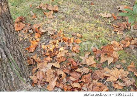 Fallen leaves  89532135