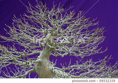 A bonsai A bonsai 89532159