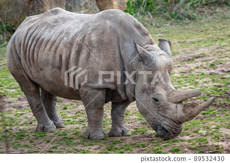Southern white rhinoceros (Ceratotherium simum simum). Critically endangered animal species. Southern white rhinoceros (Ceratotherium simum simum). Critically endangered animal species. 89532430