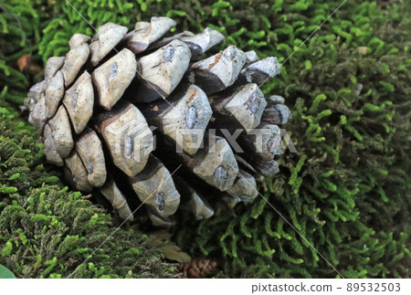 Pinecone Pinecone 89532503
