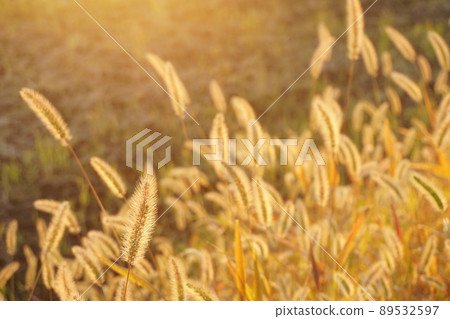 Enokologsa Enokologsa 89532597