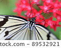 Butterfly 89532921