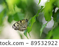 Butterfly 89532922