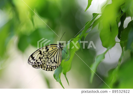 Butterfly Butterfly 89532922