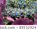 hydrangea   89532924