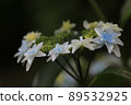 hydrangea   89532925