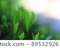 Fresh green 89532926