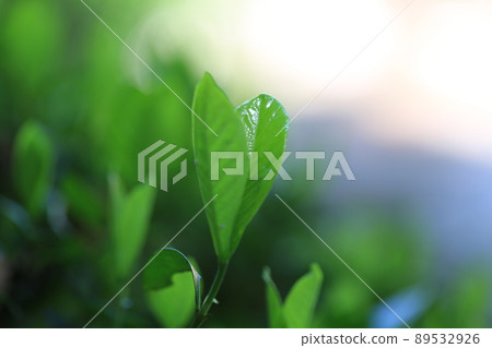 鮮綠色 鮮綠色 89532926