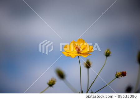 Landscape material Beautiful cosmos flowers that shine in the refreshing autumn sun 89533090